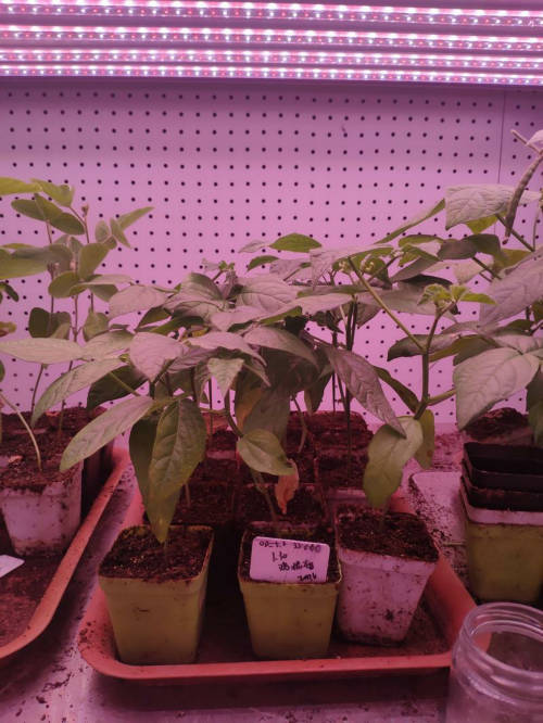 LED植物生長(zhǎng)燈